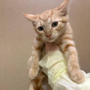Tangerine -  Domestic Short Hair Cat for Adoption in Pekin, Illinois - Tangerine | PetCurious