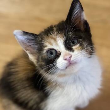 Rescue Domestic Long Hair Cats for Adoption in Volcano, Hawaii - Skittles (COH-A-64359) | PetCurious