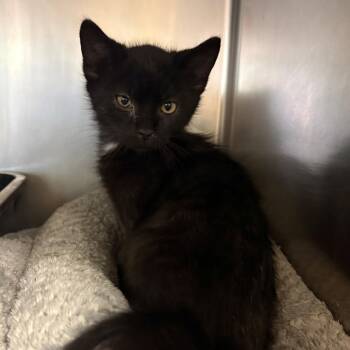 Jackpot -  Domestic Short Hair Cat for Adoption in Chehalis, Washington - Jackpot | PetCurious