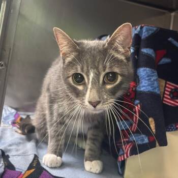 Mocko -  Domestic Short Hair Cat for Adoption in Newark, New Jersey - Mocko | PetCurious