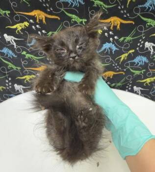 FRAZZLE -  Domestic Short Hair Cat for Adoption in Riverside, California - FRAZZLE | PetCurious