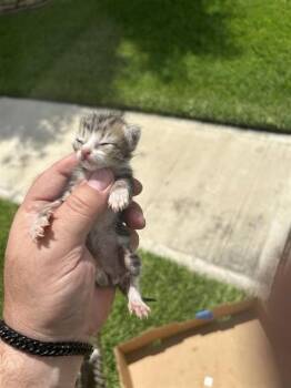 A657162 -  Domestic Short Hair Cat for Adoption in Houston, Texas - A657162 | PetCurious