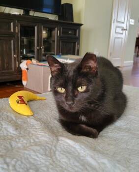 Rescue Domestic Short Hair Cats for Adoption in Cary, North Carolina - Kiwi | PetCurious