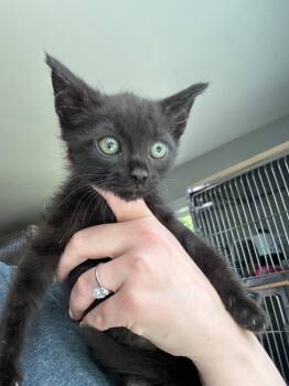 Alex Karev -  Domestic Medium Hair Cat Available for Adoption in Cumming, Georgia - Alex Karev | PetCurious