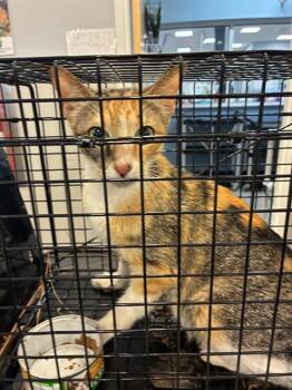 Domestic Short Hair Cats Available for Adoption in Palmetto, Florida - A135887 | PetCurious