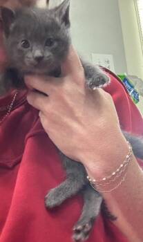 Millie -  Domestic Medium Hair Cat for Adoption in Little Rock, Arkansas - Millie | PetCurious