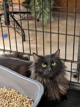 Domestic Long Hair Cats Available for Adoption - Shadow | PetCurious
