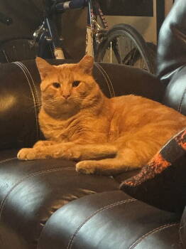 Rescue Domestic Short Hair Cats for Adoption in Evergreen, Colorado - Loudmouth | PetCurious