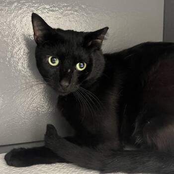 Phoenix -  Domestic Short Hair Cat for Adoption in Overland Park, Kansas - Phoenix | PetCurious