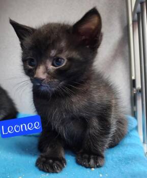 Blaze -  Domestic Short Hair Cat for Adoption in Jim Thorpe, Pennsylvania - Blaze | PetCurious