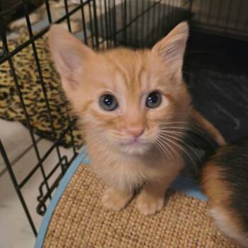 Seagrams -  Domestic Short Hair Cat for Adoption in Leander, Texas - Seagrams | PetCurious