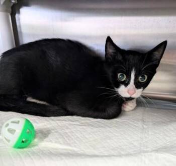 Matthew -  Domestic Short Hair Cat for Adoption in Taylorsville, North Carolina - Matthew | PetCurious