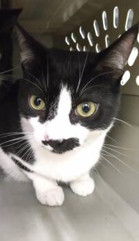 Domestic Short Hair Cats Available for Adoption in Palm Coast, Florida - Cowboy | PetCurious