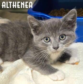 Althenea -  Domestic Short Hair Cat for Adoption in Blountville, Tennessee - Althenea | PetCurious