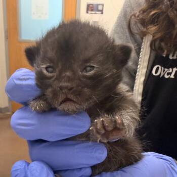 Teresa Brisby -  Domestic Short Hair Cat for Adoption in Chattanooga, Tennessee - Teresa Brisby | PetCurious