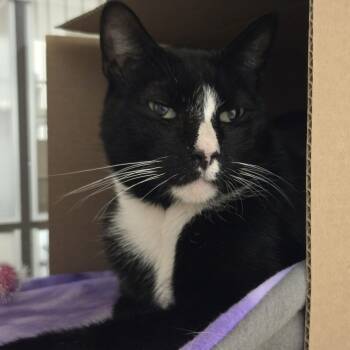 Rescue Domestic Short Hair Cats for Adoption in Ballston Spa, New York - Nori | PetCurious