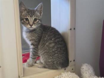 HERMIA -  Domestic Short Hair Cat for Adoption in Salinas, California - HERMIA | PetCurious