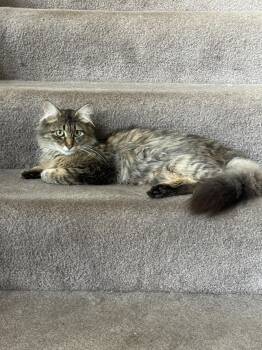 Emmy -  Domestic Medium Hair Cat for Adoption in Hinckley, Illinois - Emmy | PetCurious