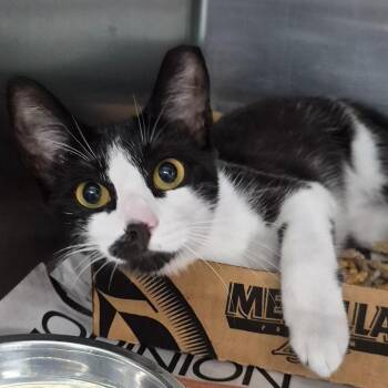 Bonita -  Domestic Short Hair Cat for Adoption in New Albany, Ohio - Bonita | PetCurious