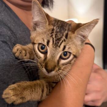 Stripes -  Domestic Medium Hair Cat for Adoption in Midland, Texas - Stripes | PetCurious