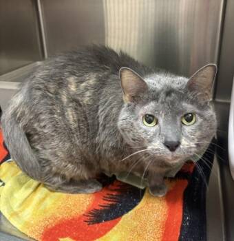 Domestic Long Hair Cats Available for Adoption in Stratham, New Hampshire - Smokey | PetCurious