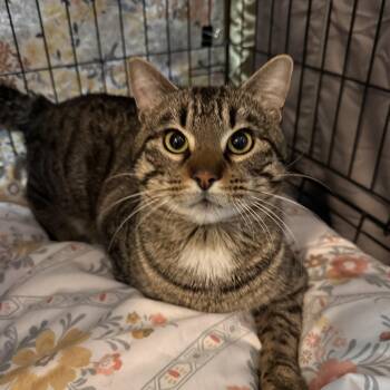 Domestic Short Hair Cats Available for Adoption - Miles McLean | PetCurious