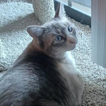 Domestic Short Hair Cats Available for Adoption - Bianca | PetCurious