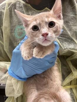 YUPA -  Domestic Short Hair Cat for Adoption in Las Vegas, Nevada - YUPA | PetCurious