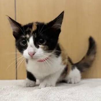 May -  Domestic Medium Hair Cat for Adoption in Brentwood, Missouri - May | PetCurious