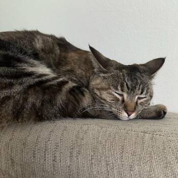 Bingo -  Domestic Short Hair Cat for Adoption in Newark, New Jersey - Bingo | PetCurious