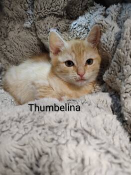 Rescue Domestic Short Hair Cats for Adoption in Oak Park, Michigan - Thumbelina | PetCurious