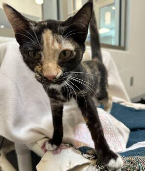 Wren (ID 52234) -  Domestic Short Hair Cat for Adoption in Manassas, Virginia - Wren (ID 52234) | PetCurious
