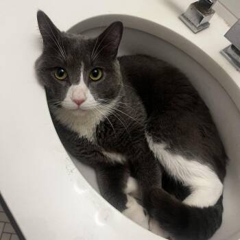 Fiyero -  Domestic Short Hair Cat for Adoption in New York, New York - Fiyero | PetCurious