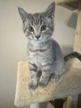 Little L. Little -  Domestic Short Hair Cat for Adoption in Mishawaka, Indiana - Little L. Little | PetCurious