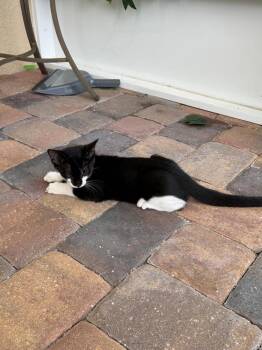 Linus -  Domestic Short Hair Cat for Adoption in Alafaya, Florida - Linus | PetCurious