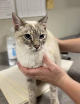JaimeesMama -  Domestic Short Hair Cat for Adoption in Bemidji, Minnesota - JaimeesMama | PetCurious