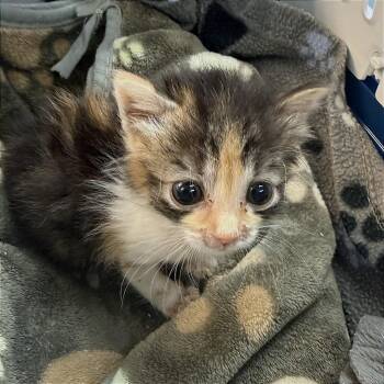 Domestic Short Hair Cats Available for Adoption in Austin, Texas - Egg Shell 3 | PetCurious