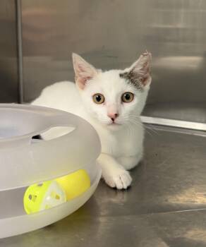 Riley -  Domestic Short Hair Cat for Adoption in Montville, New Jersey - Riley | PetCurious