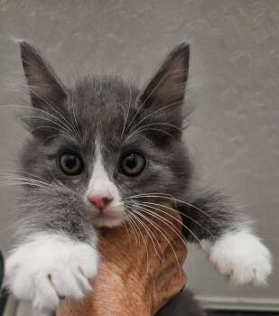 Smokey -  Domestic Medium Hair Cat for Adoption in Oviedo, Florida - Smokey | PetCurious