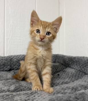 Cash -  Domestic Short Hair Cat for Adoption in Victor, New York - Cash | PetCurious