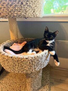 Murphy -  Domestic Medium Hair Cat for Adoption in Davis, California - Murphy | PetCurious