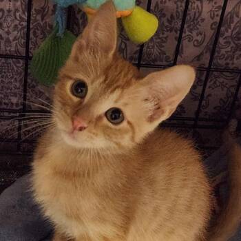 K46210 -  Domestic Short Hair Cat for Adoption in Corsicana, Texas - K46210 | PetCurious