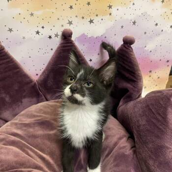 FRITZ -  Domestic Short Hair Cat for Adoption in Modesto, California - FRITZ | PetCurious