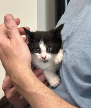 Rescue Domestic Short Hair Cats for Adoption in Redmond, Washington - Kiku Sakura | PetCurious
