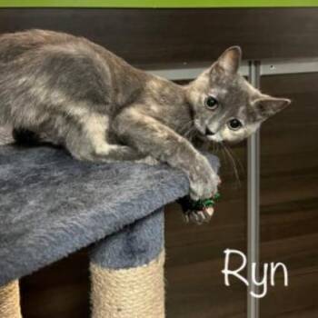 Ryn -  Domestic Short Hair Cat for Adoption in Hemet, California - Ryn | PetCurious