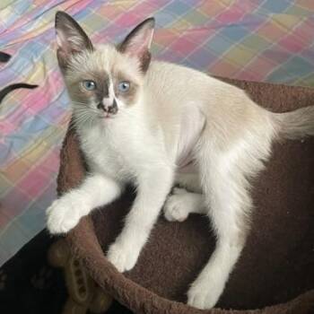 Possum -  Domestic Short Hair Cat for Adoption in Wheaton, Illinois - Possum | PetCurious