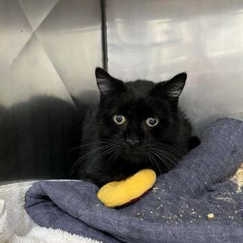 Domestic Short Hair Cats Available for Adoption - Morken | PetCurious