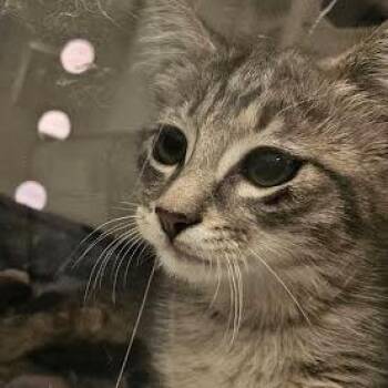 Clancy -  Domestic Short Hair Cat for Adoption in Nashville, Tennessee - Clancy | PetCurious