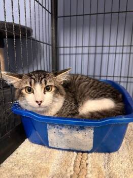 Maury -  Maine Coon Cat for Adoption in Belton, Missouri - Maury | PetCurious
