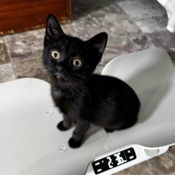 Raine -  Domestic Short Hair Cat for Adoption in Brownsboro, Alabama - Raine | PetCurious